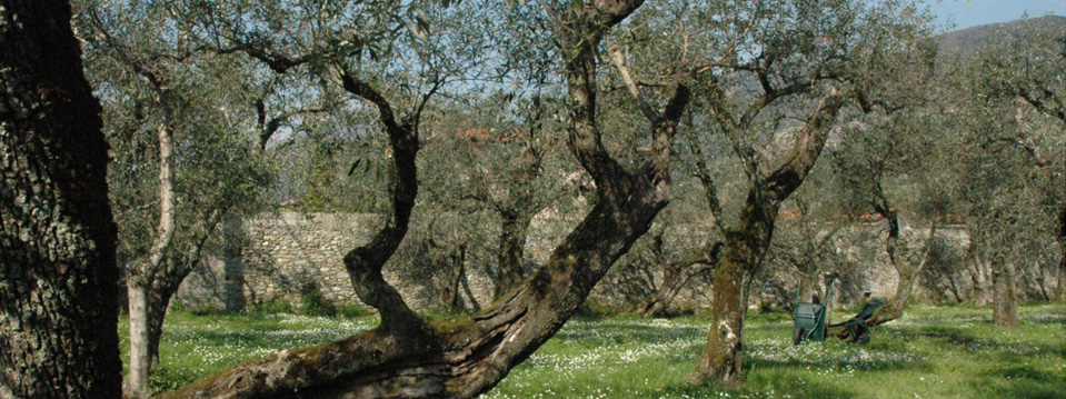 olivo quercetano